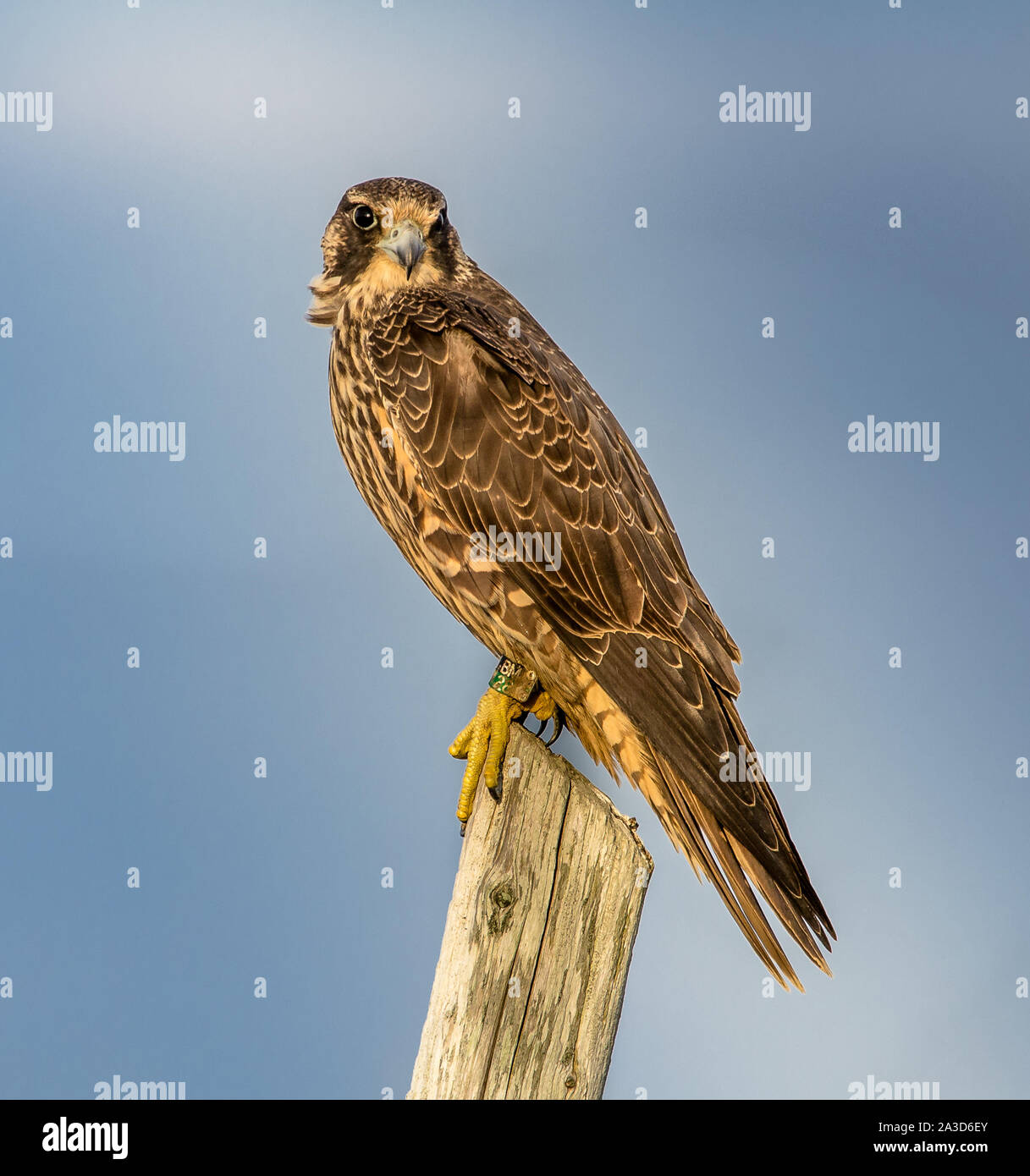 Falco Pellegrino Il Falco Di Anatra Foto Immagine Stock