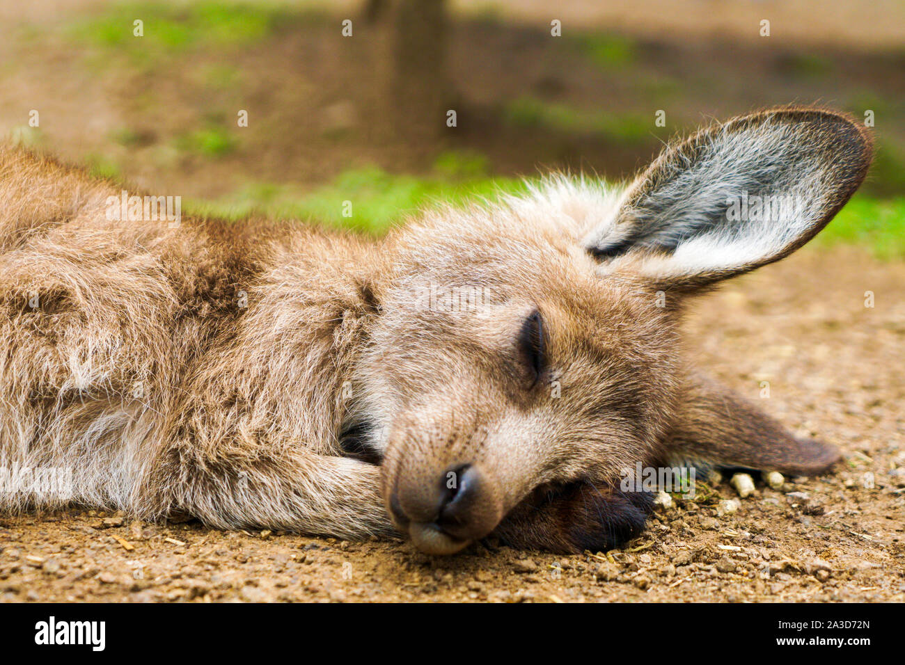 Sleeping Baby canguro, Joey Foto Stock
