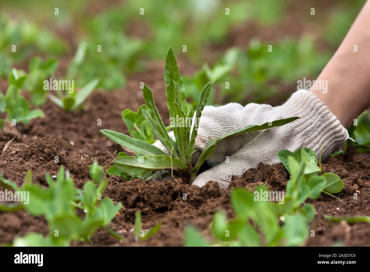 La mano guantata ripulendo dalle erbacce nel giardino vegetale Foto Stock