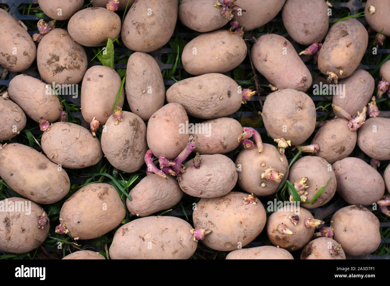 Germogliato di patate sul terreno riempito il frame completo Foto Stock