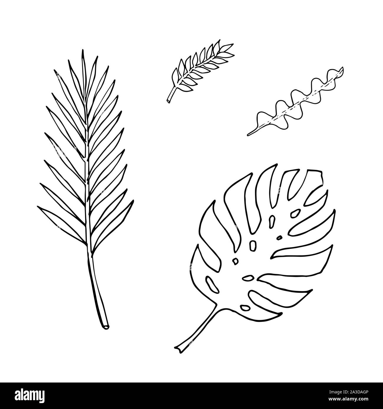Set di di foglie: epiphyllum, Monstera, palm, zamioculca. Monocromatico doodle sketch, disegno a mano. Contorno nero su sfondo bianco. Illustrazione Vettoriale Illustrazione Vettoriale