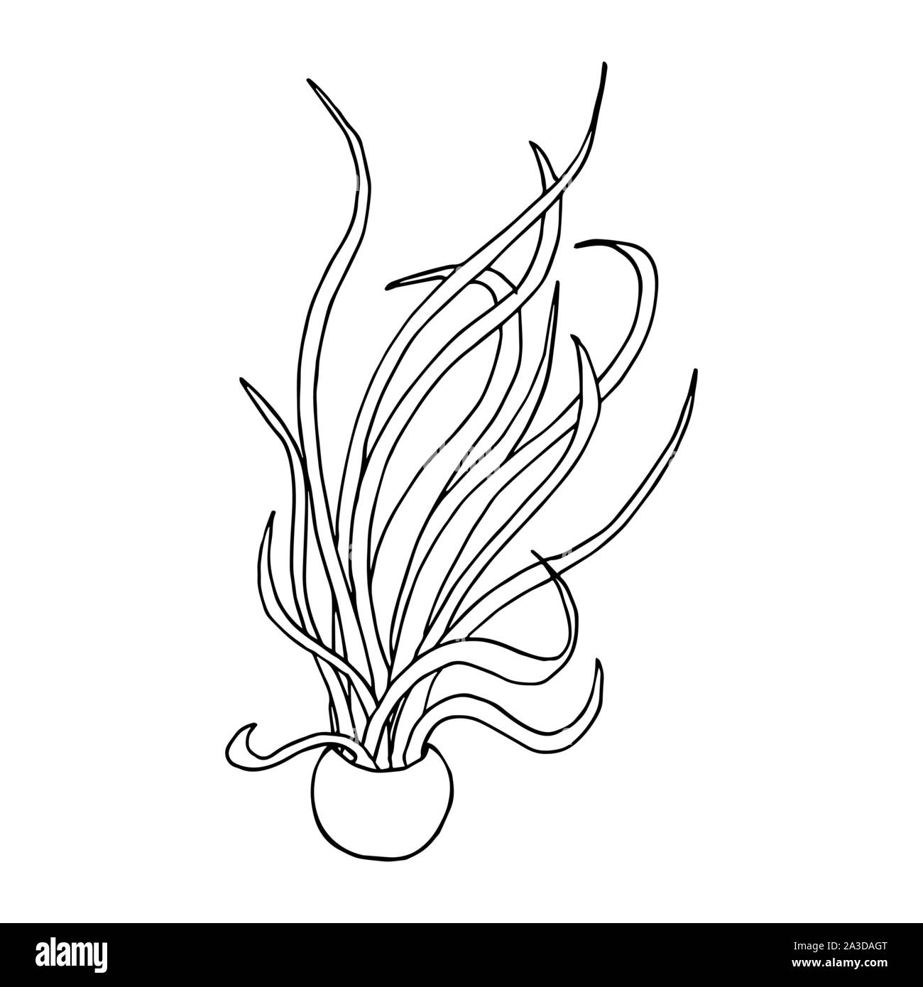 Caput Medusae pianta in un vaso. Line art doodle sketch. Contorno nero su sfondo bianco. Immagine può essere utilizzato in biglietti di auguri, poster, volantini, banner, logo, disegno botanico ecc. Illustrazione Vettoriale. EPS10 Illustrazione Vettoriale