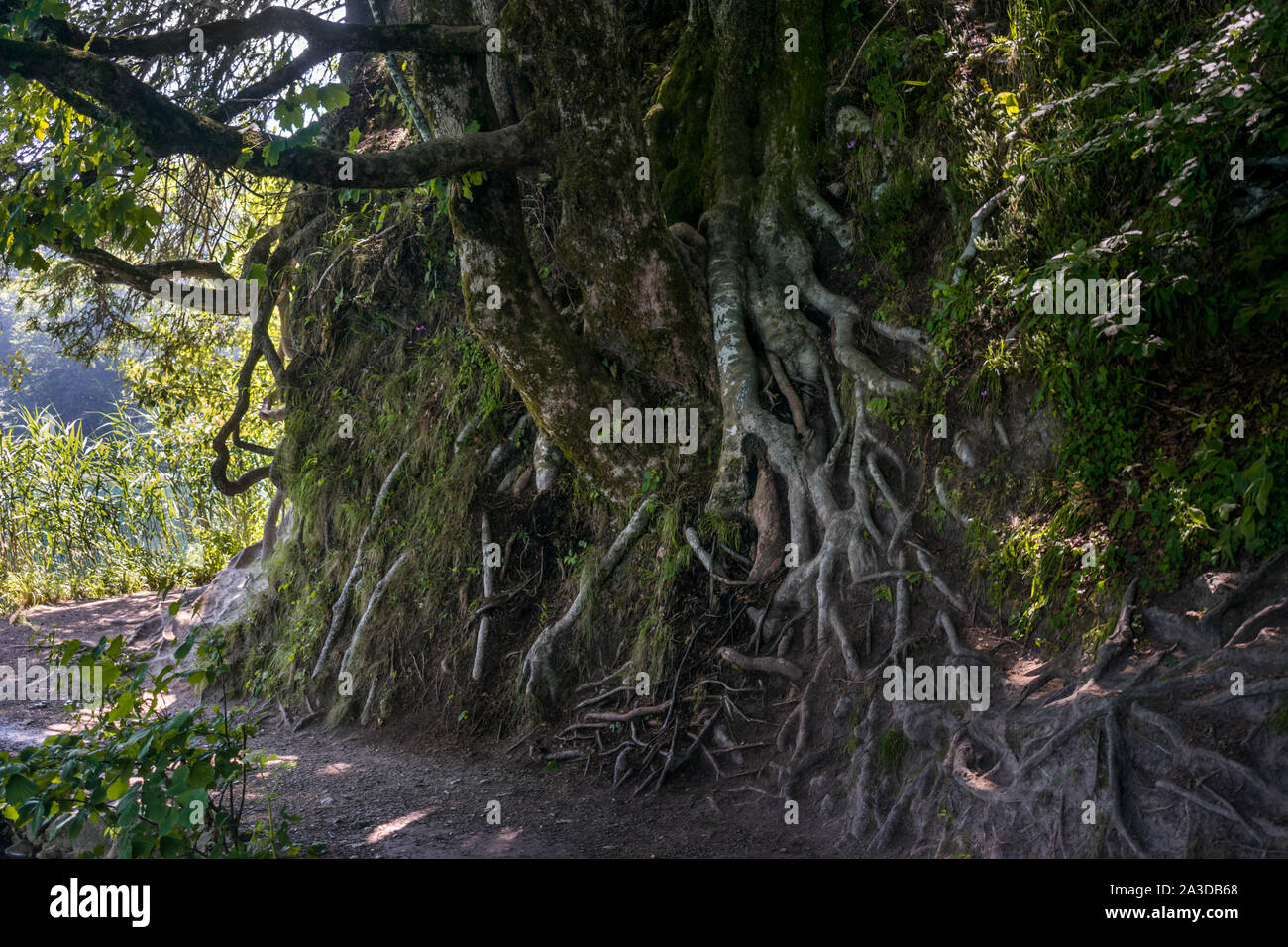 Albero con radici al di sopra del terreno nel Parco Nazionale dei Laghi di Plitvice, Croazia Foto Stock