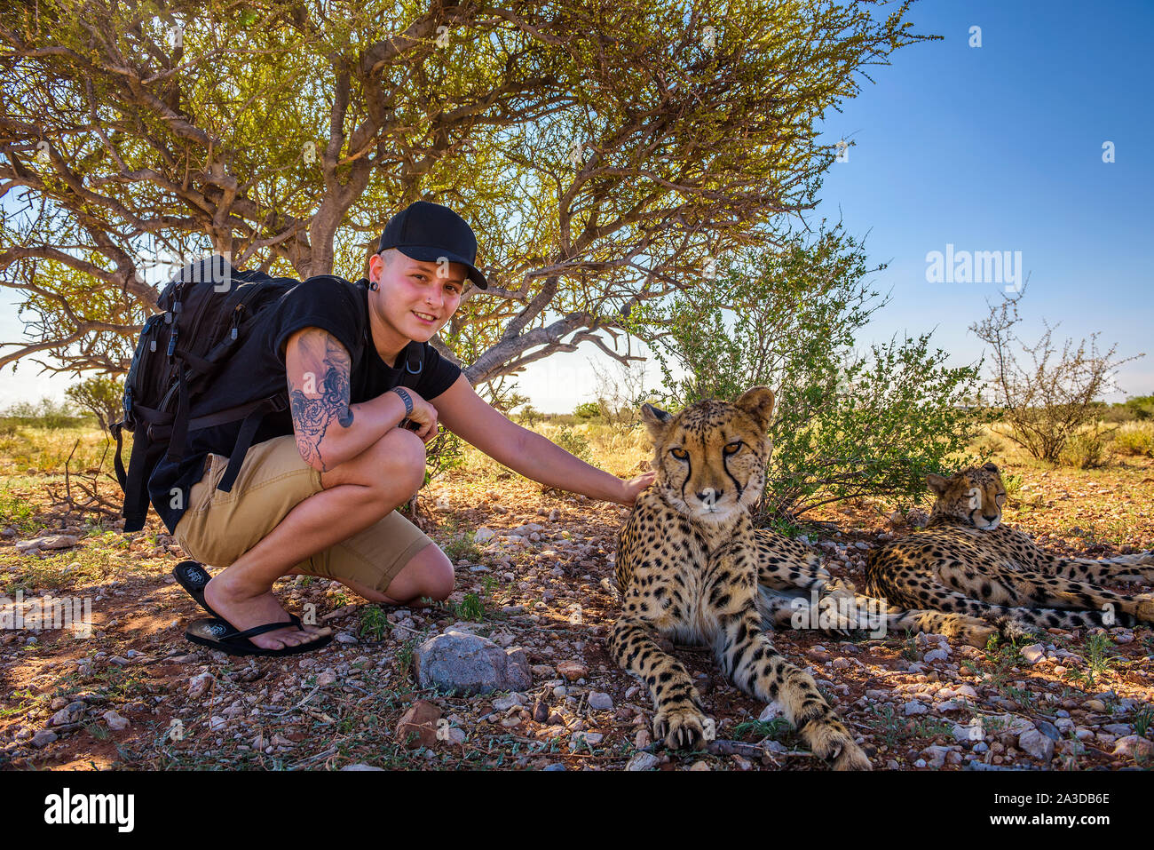 Tourist gioca con due ghepardi Foto Stock