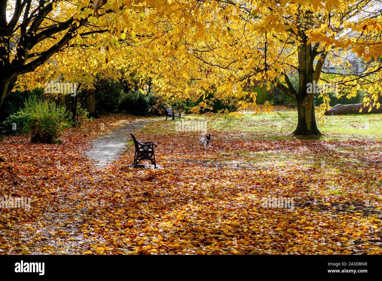 Un vuoto di una panchina nel parco in un parco coperto con foglie di autunno la modifica dei colori di marrone e giallo con un cane in riproduzione in foglie. Foto Stock