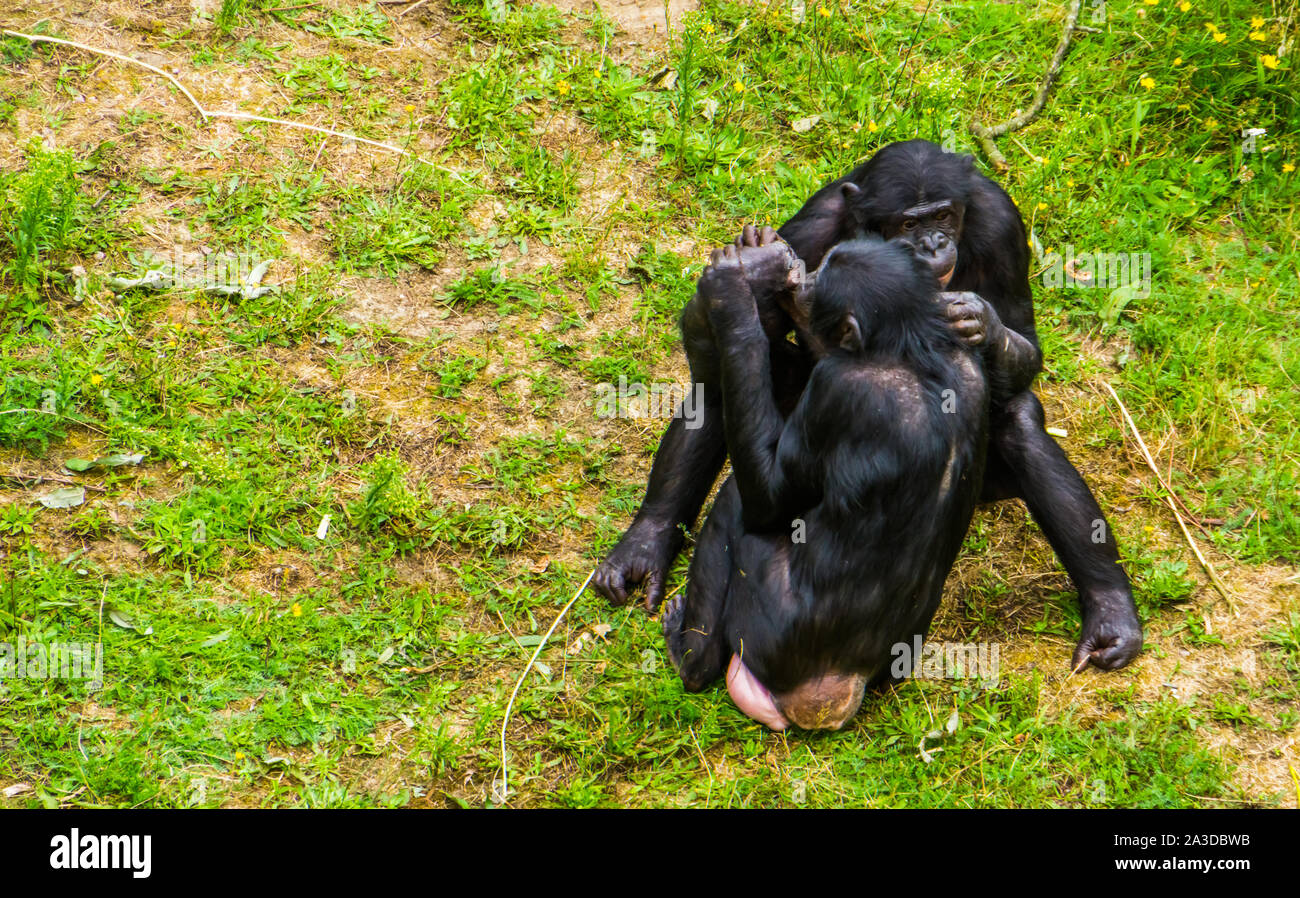 Bonobo coppia essendo intima insieme, sociale umano comportamento ape, scimpanzé pigmeo, minacciate specie di primati dall'Africa Foto Stock