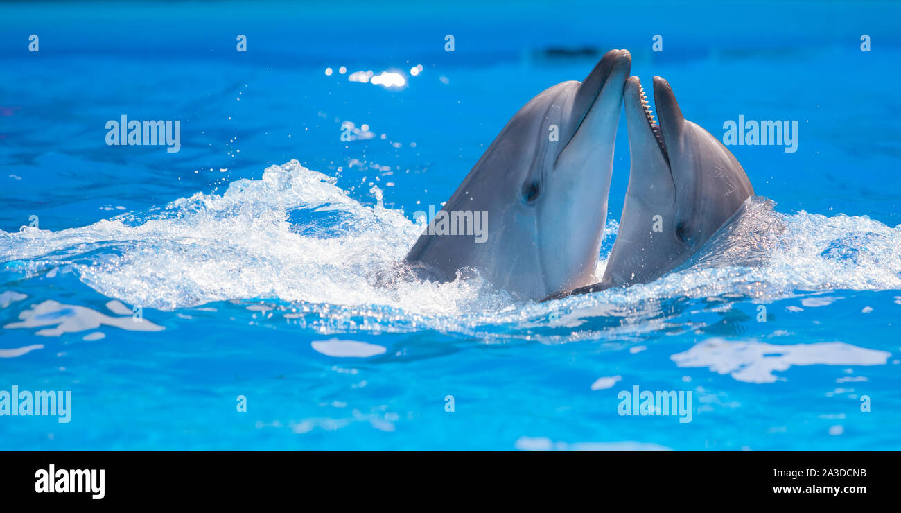 Coppia di delfini dancing in acqua Foto Stock