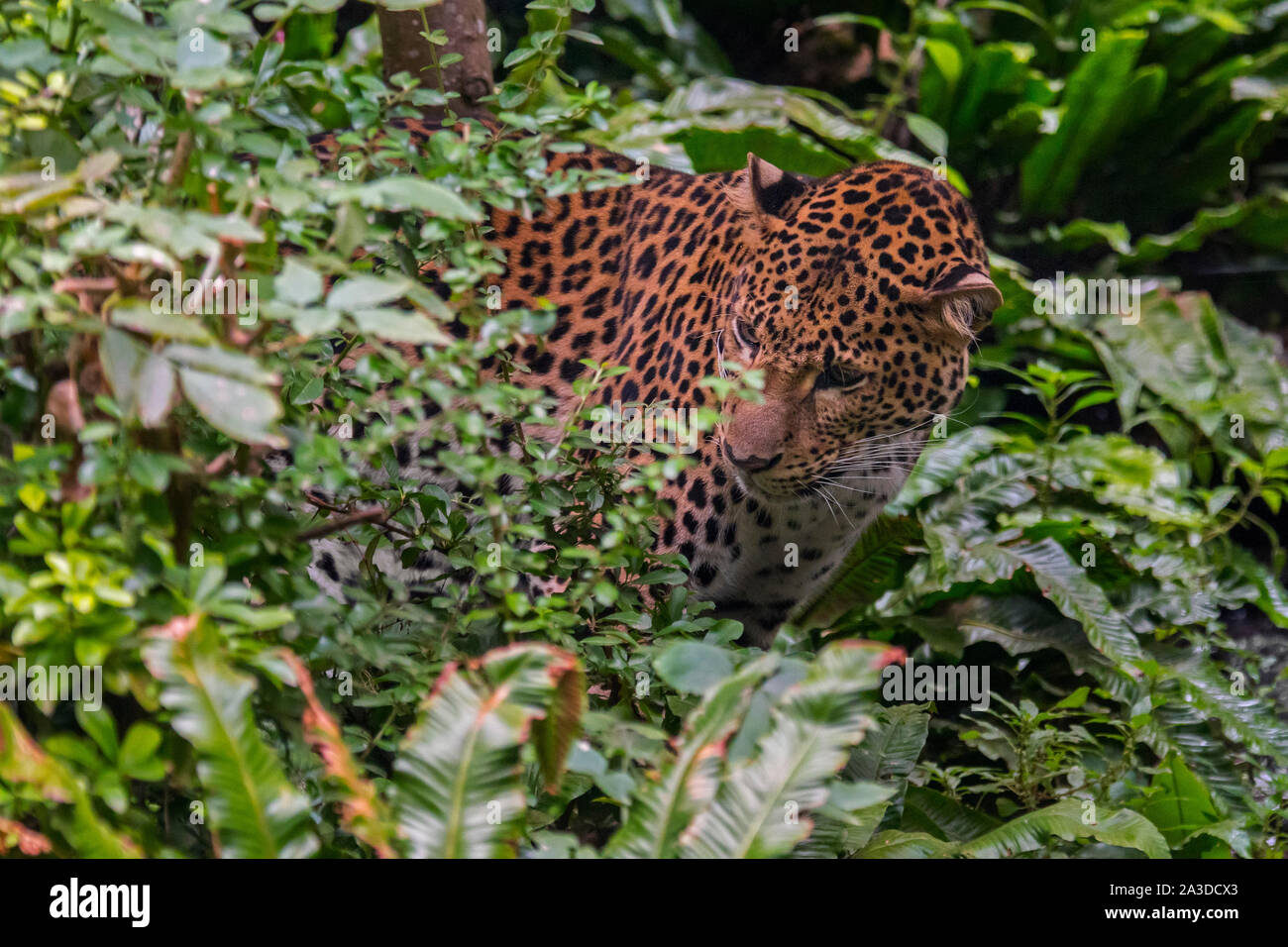 Iavan leopard (Panthera pardus melas) caccia nella foresta pluviale tropicale, nativo di isola indonesiana di Giava Foto Stock