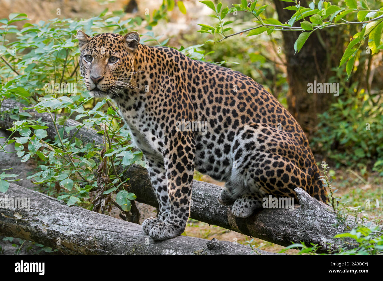 Iavan leopard (Panthera pardus melas) seduto sul caduto tronco di albero nella foresta pluviale tropicale che mostra Colori di mimetizzazione, nativo di isola indonesiana Foto Stock