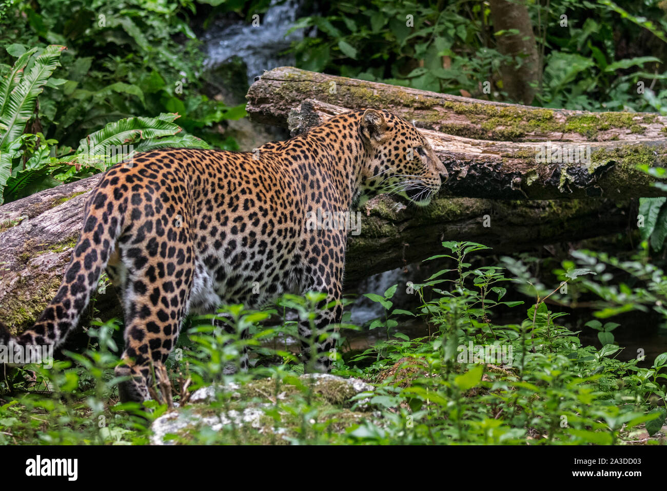 Iavan leopard (Panthera pardus melas) caccia nella foresta pluviale tropicale, nativo di isola indonesiana di Giava Foto Stock
