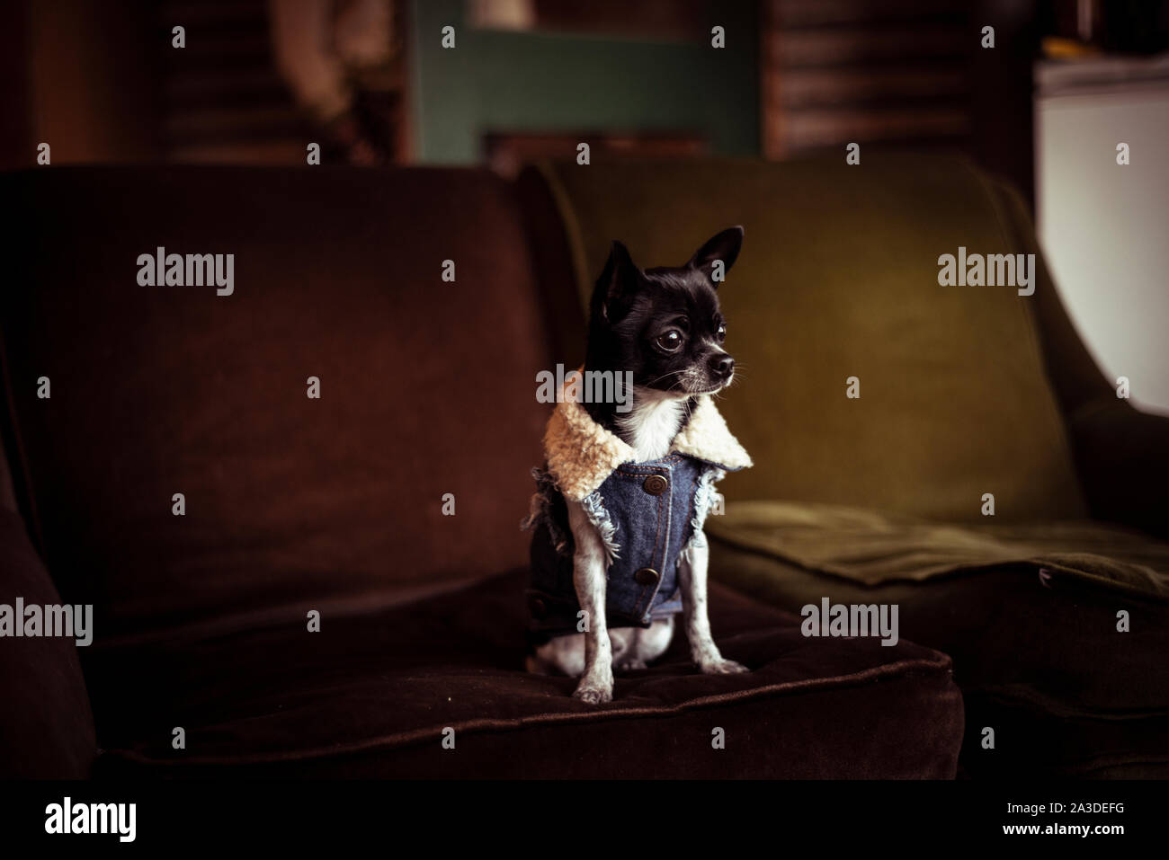 Carino piccolo cane con camicia di denim si siede sul vecchio accogliente verde tranquillo del lettino Foto Stock