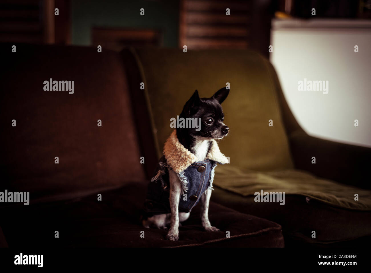 Tiny bello chihuahua puppy in denim camicia si siede sul lettino per finestra Foto Stock