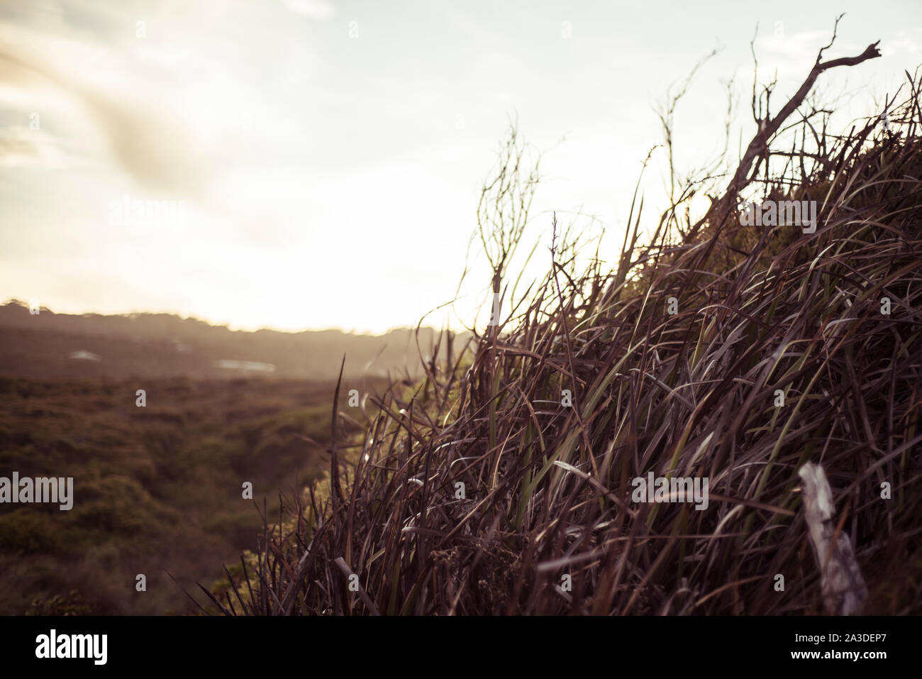 Spiaggia da sogno reeds bagliore nel tramonto su windy spiaggia remota in Australia Foto Stock