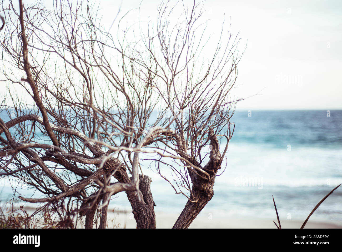 Vento selvaggia spiaggia spazzata scrub sopra l'oceano blu sulla spiaggia remota australia Foto Stock