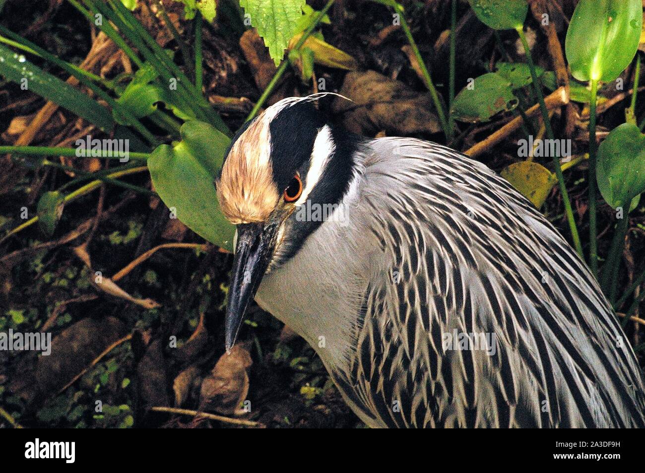 Giallo-incoronato Night-Heron, Nyctanassa violacea Foto Stock