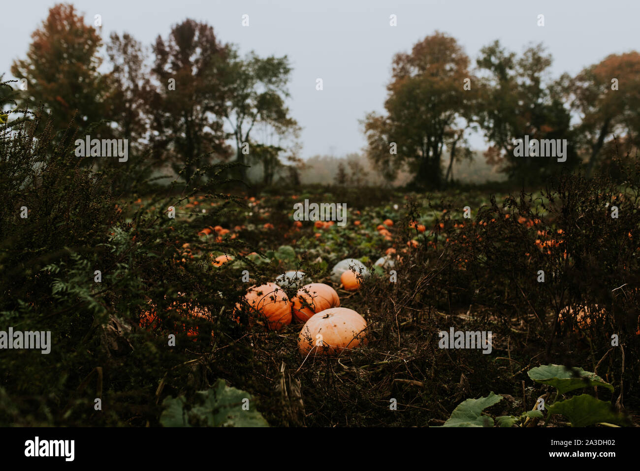 Zucca patch su un buio e cupo, nebbiose giornate d'autunno Foto Stock