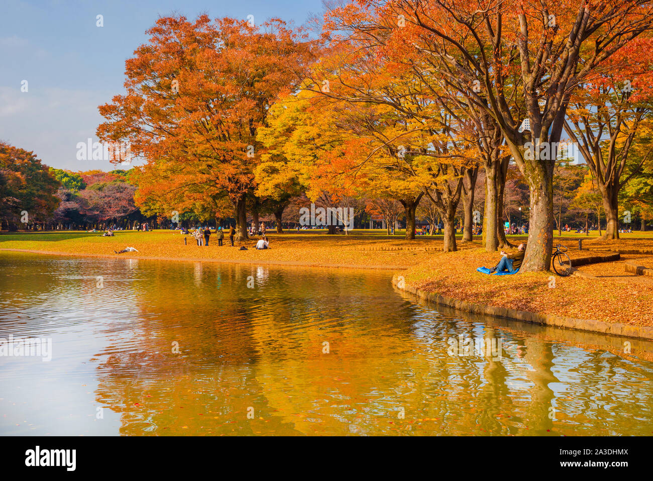 Il Parco Yoyogi autunno bello e mite e fogliame a Tokyo Foto Stock