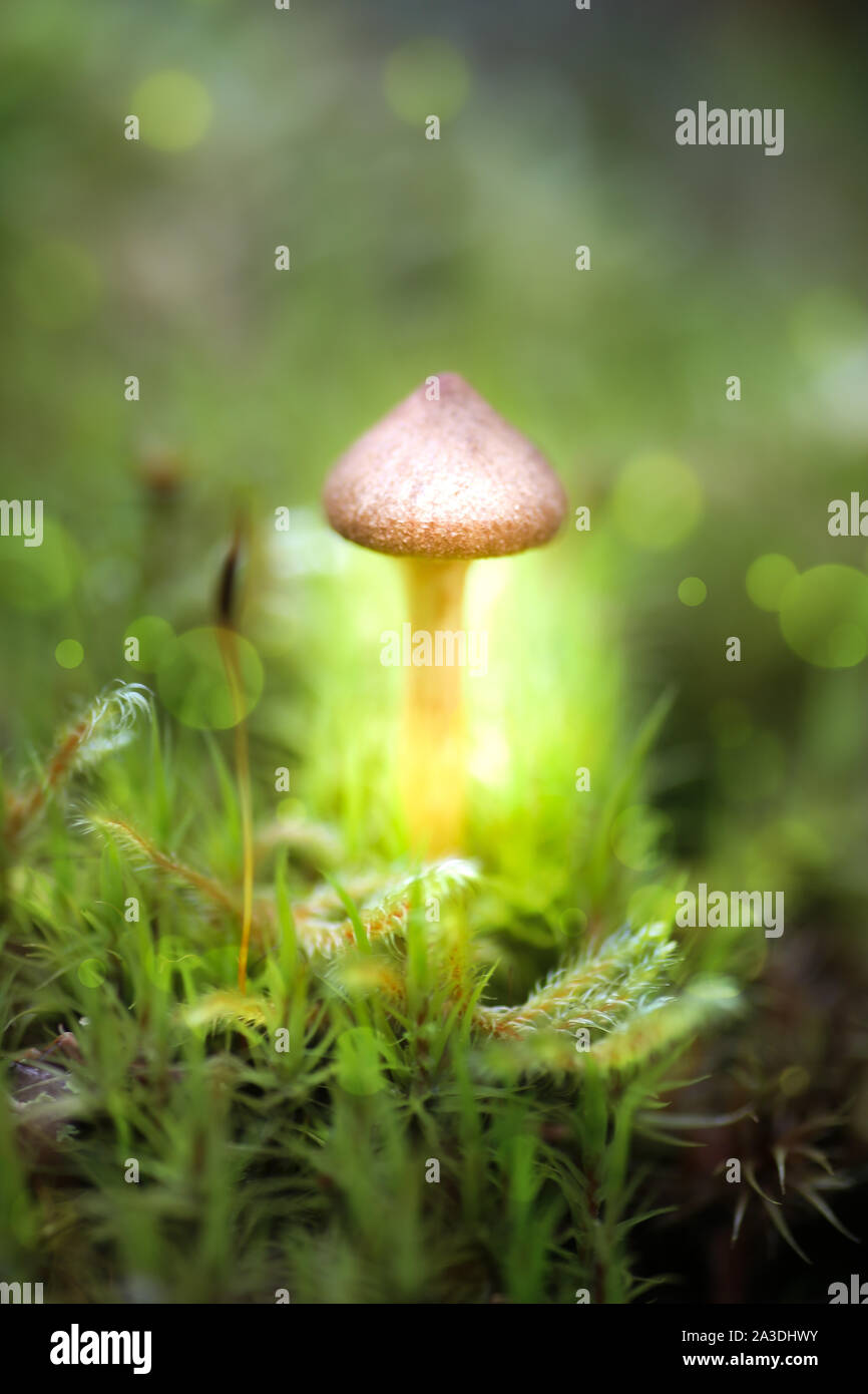 Sognante e mistico macro a fungo - fonte di luce dietro i funghi Foto Stock