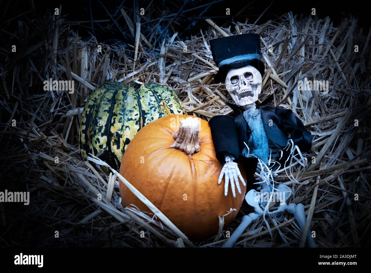 Lo scheletro seduto sul fieno vicino a decorazione zucca di halloween notte. Happy halloween concetto. Foto Stock