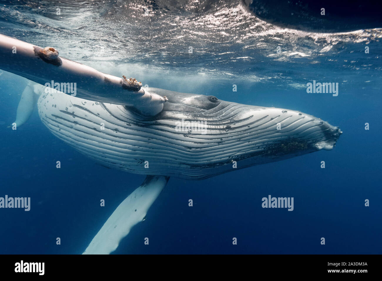 Humpback Whale, Megaptera novaeangliae, Regno di Tonga, Oceano Pacifico del Sud Foto Stock