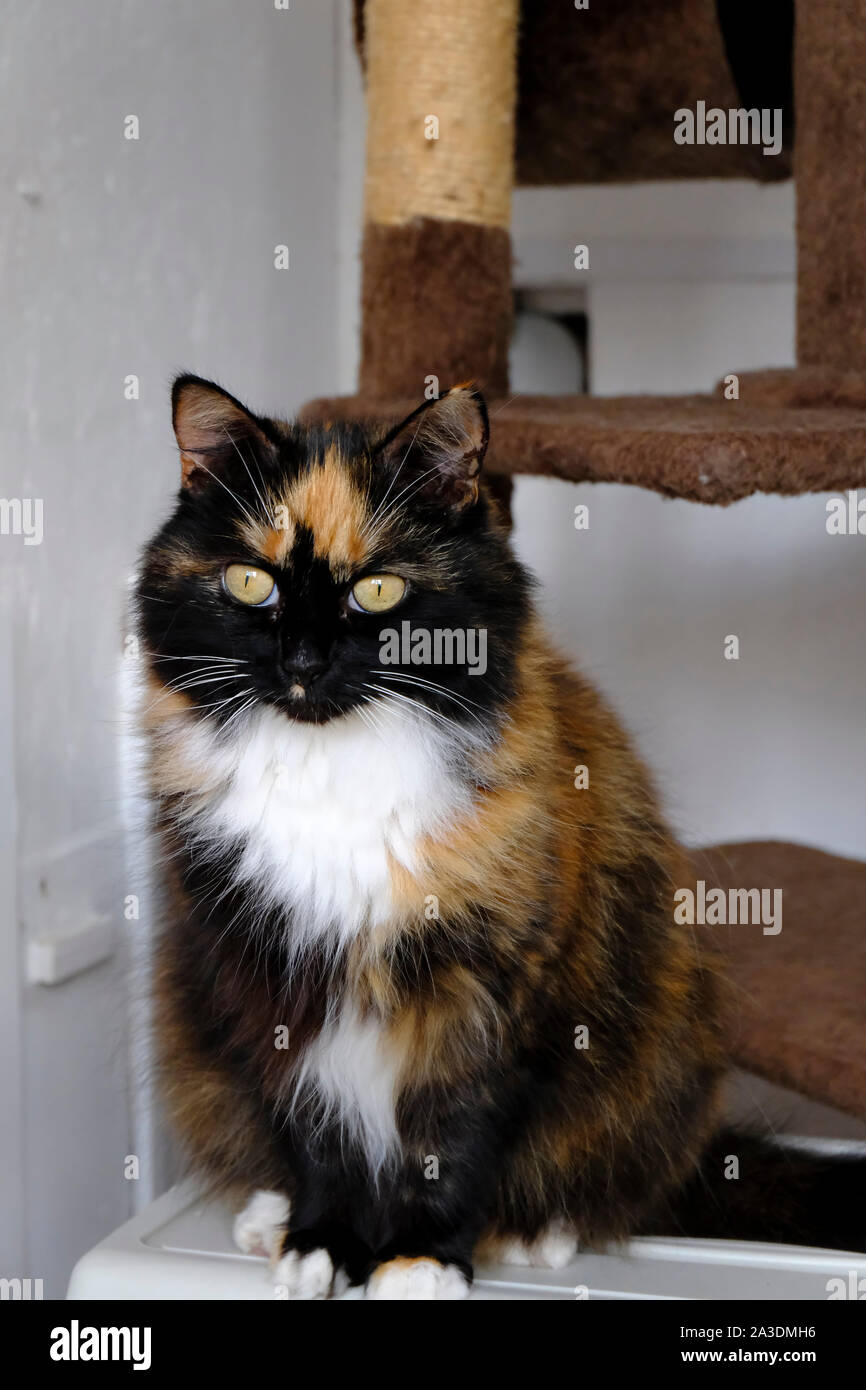 Capelli lunghi Tortie femmina cat in penna in UK cat shelter Foto Stock Capelli lunghi Tortie femmina cat in penna in UK cat shelter Foto Stock