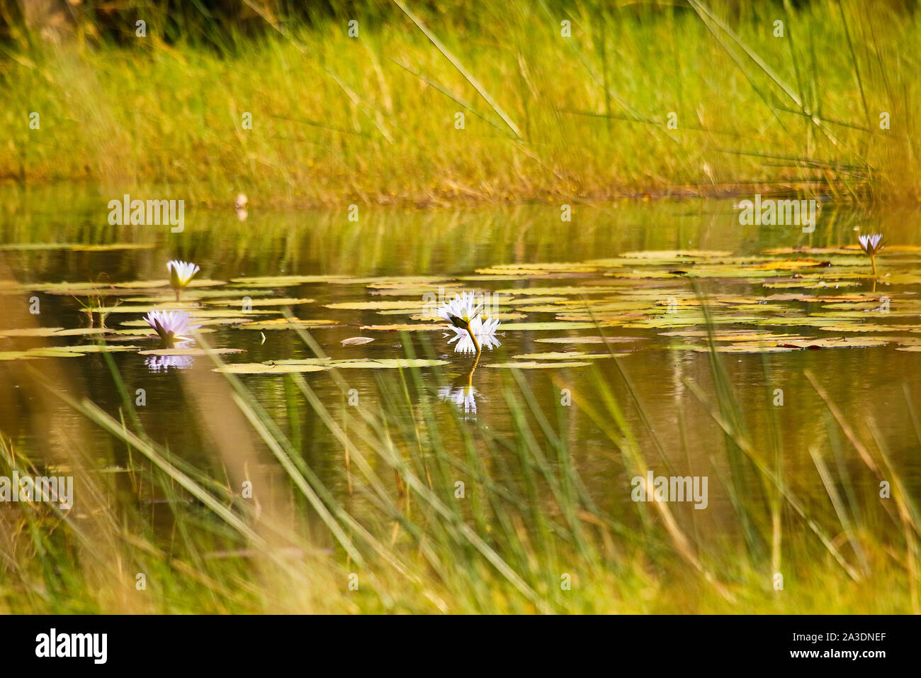 Lago di Kafue nationl park. Zambia Foto Stock