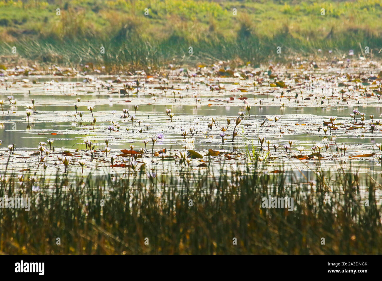 Lago nel Parco Nazionale di Kafue. Zambia Foto Stock