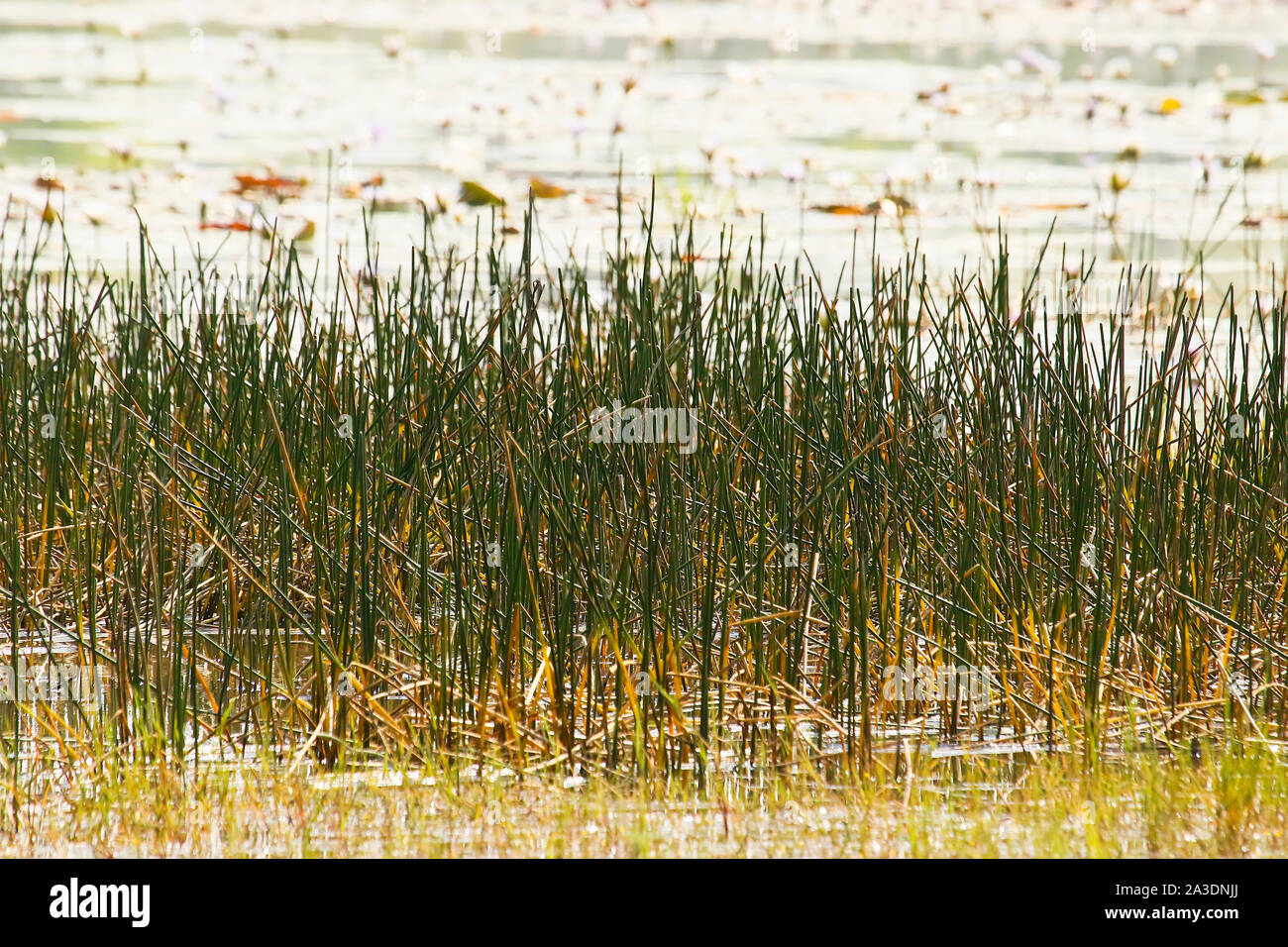 Lago nel Parco Nazionale di Kafue. Zambia Foto Stock