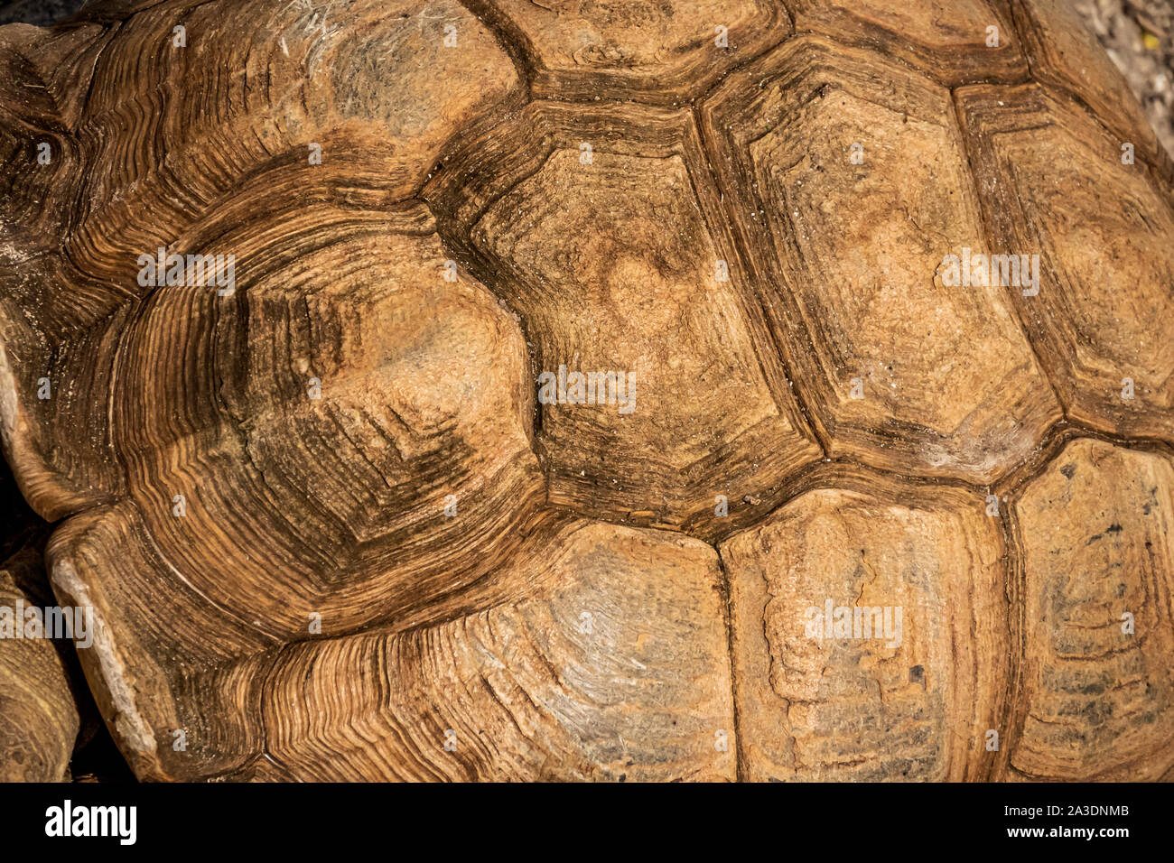 ampio sfondo e texture con motivo a calotta tartaruga Foto Stock