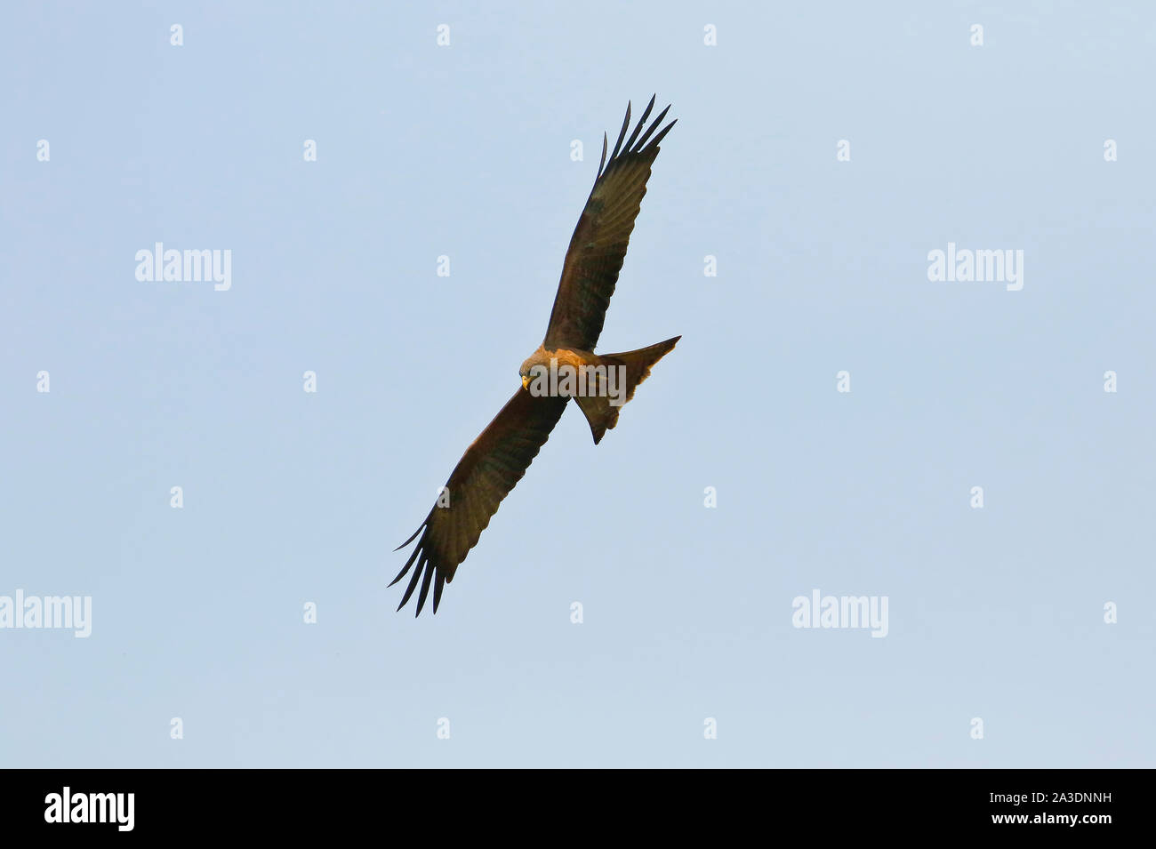 Nibbio bruno (Milvus migrans). Busanga Plains. Parco Nazionale di Kafue. Zambia Foto Stock