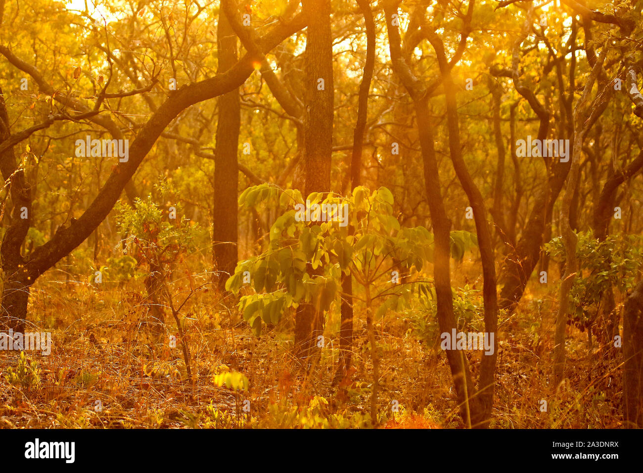 Bush nel Parco Nazionale di Kafue. Zambia Foto Stock