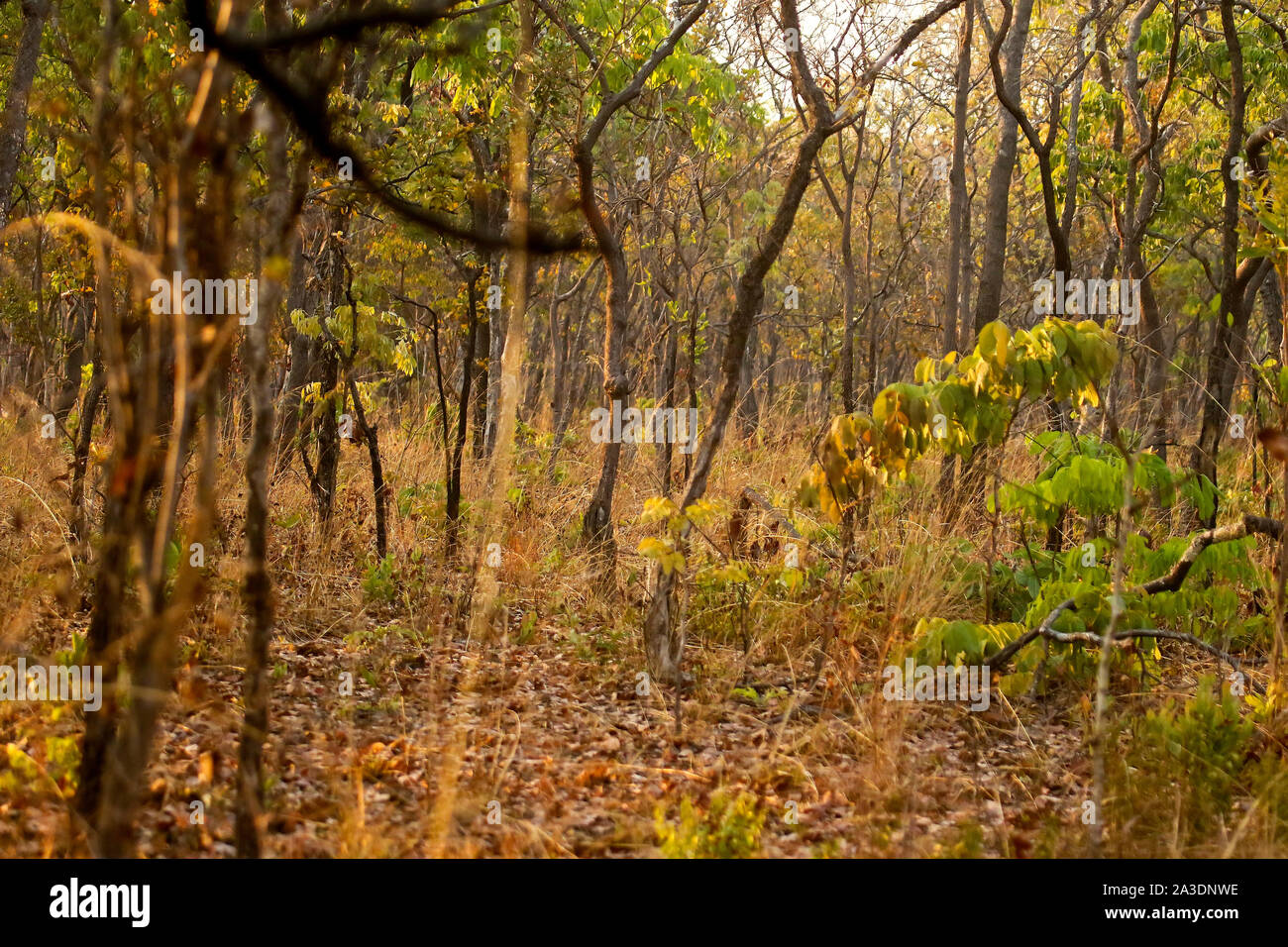 Bush nel Parco Nazionale di Kafue. Zambia Foto Stock