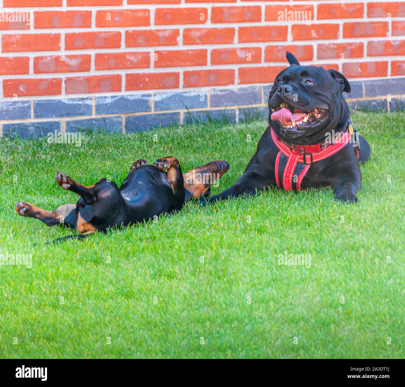 Due diverse razze di cani, una Staffordshire Bull Terrier cane e una miniatura Bassotto cucciolo sdraiati sull'erba dopo la riproduzione. Il piccolo cane è sul suo b Foto Stock