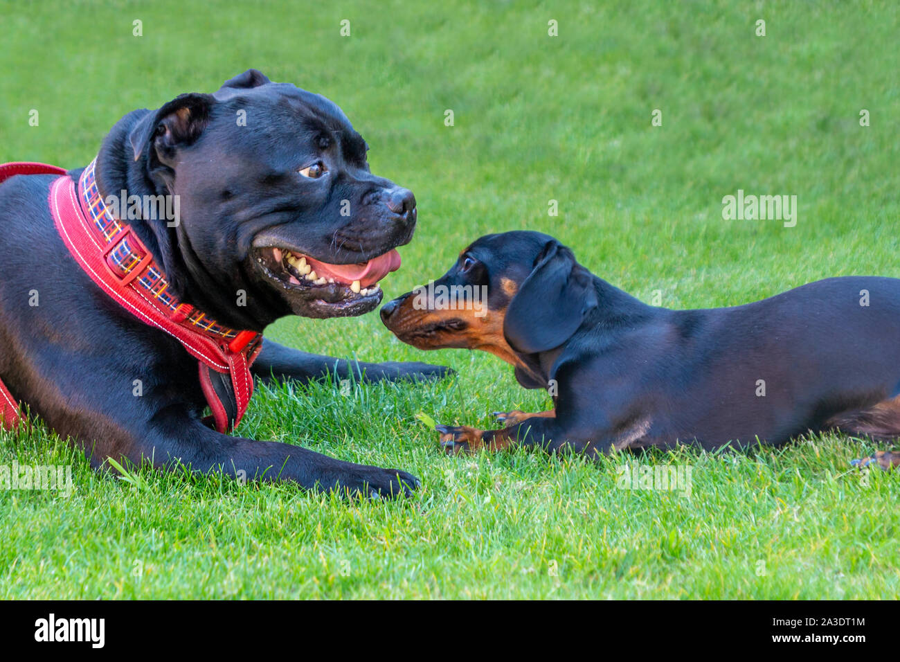 Due diverse razze di cani, una Staffordshire Bull Terrier cane e una miniatura Bassotto cucciolo sdraiati sull'erba dopo la riproduzione. Il piccolo cane è alla ricerca Foto Stock