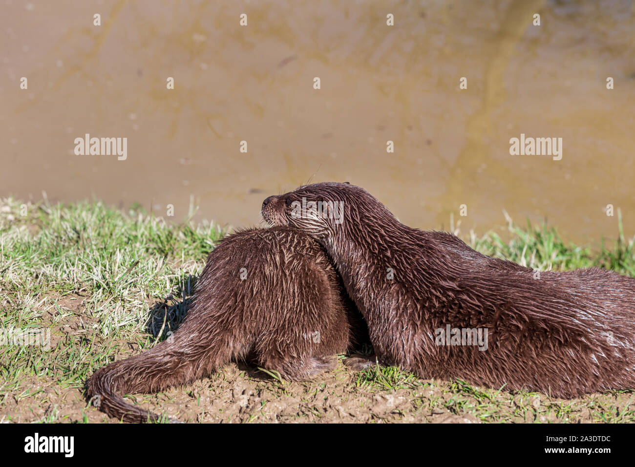 Lontra europea, Lutra lutra, rilassante vicino a un fiume. British Centro faunistico, Lingfield, Surrey, England, Regno Unito Foto Stock