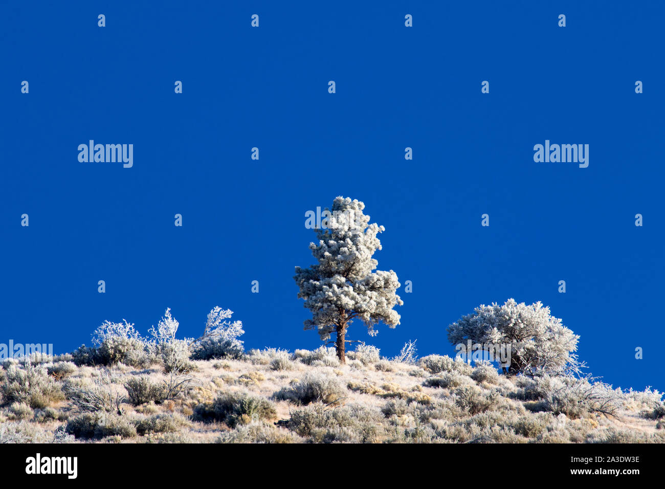 Smerigliati ridge, Fremont National Forest, Oregon Foto Stock