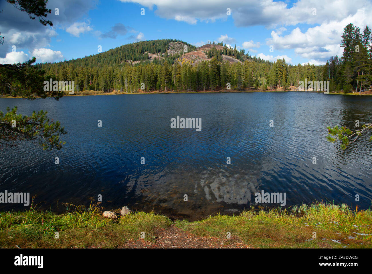 Pioppi neri americani Prato Lago, Fremont National Forest, Oregon Foto Stock