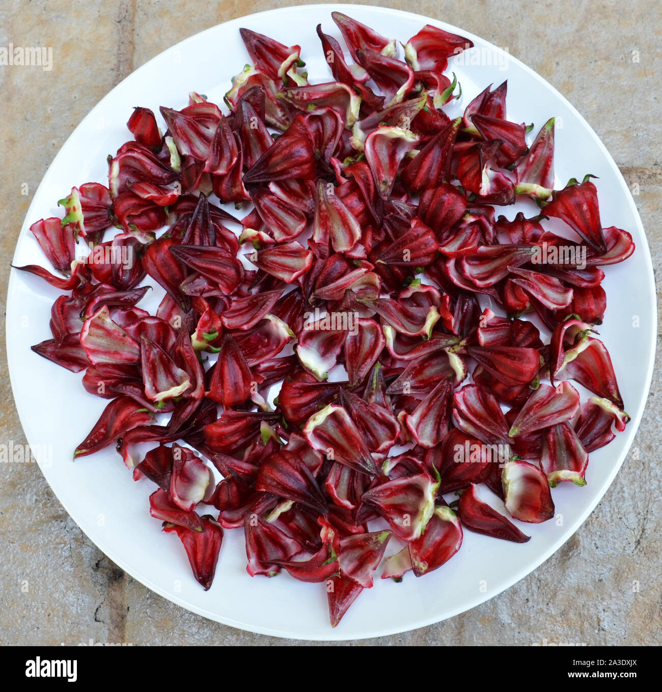 Hibiscus,Red Roselle, noto anche come "Giamaica'. Il colore rosso intenso di limone carnose o sapore di mirtillo palustre i calici possono essere pelati per bevande come tè o mangiato. Foto Stock