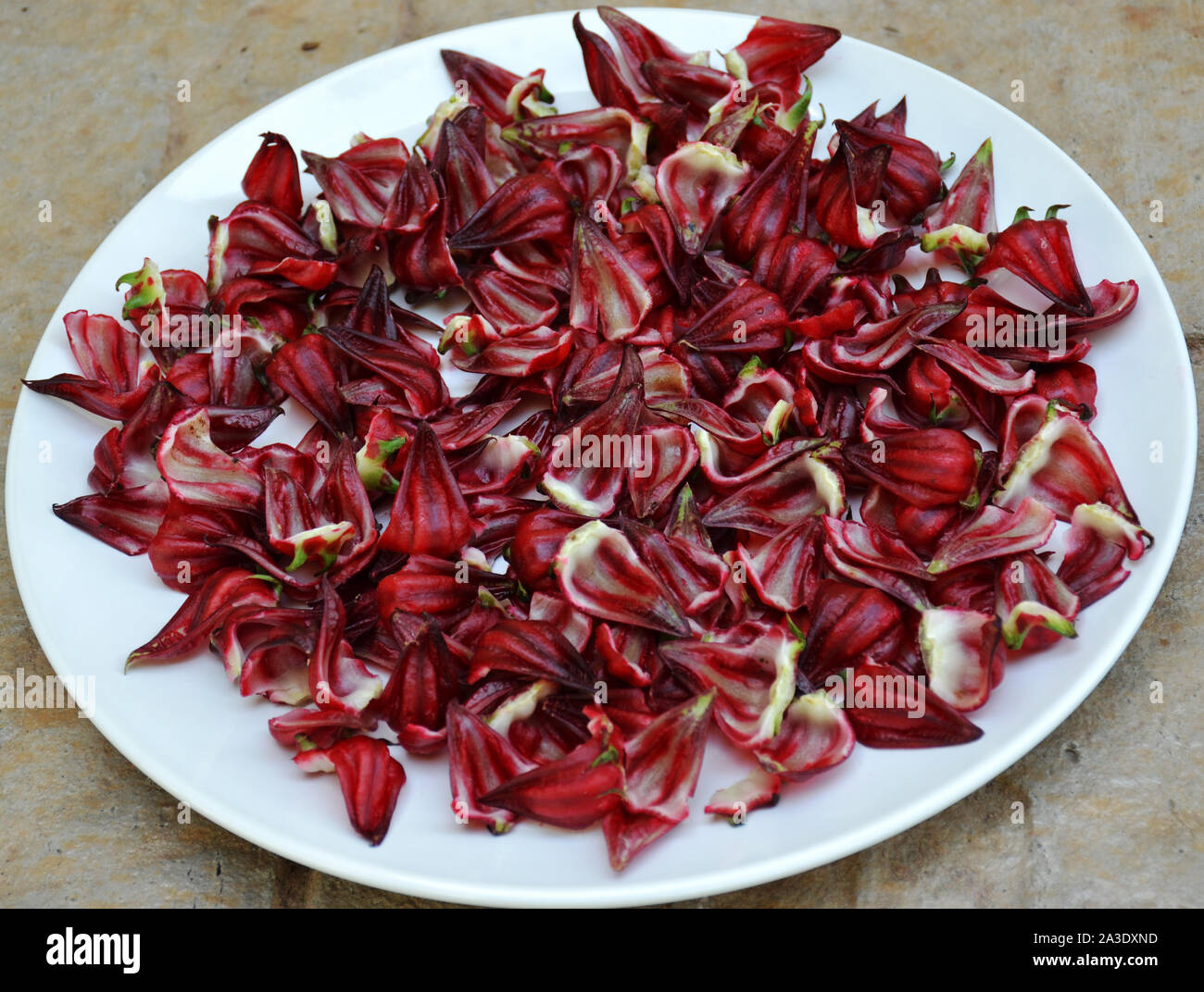 Hibiscus,Red Roselle, noto anche come "Giamaica'. Il colore rosso intenso di limone carnose o sapore di mirtillo palustre i calici possono essere pelati per bevande come tè o mangiato. Foto Stock