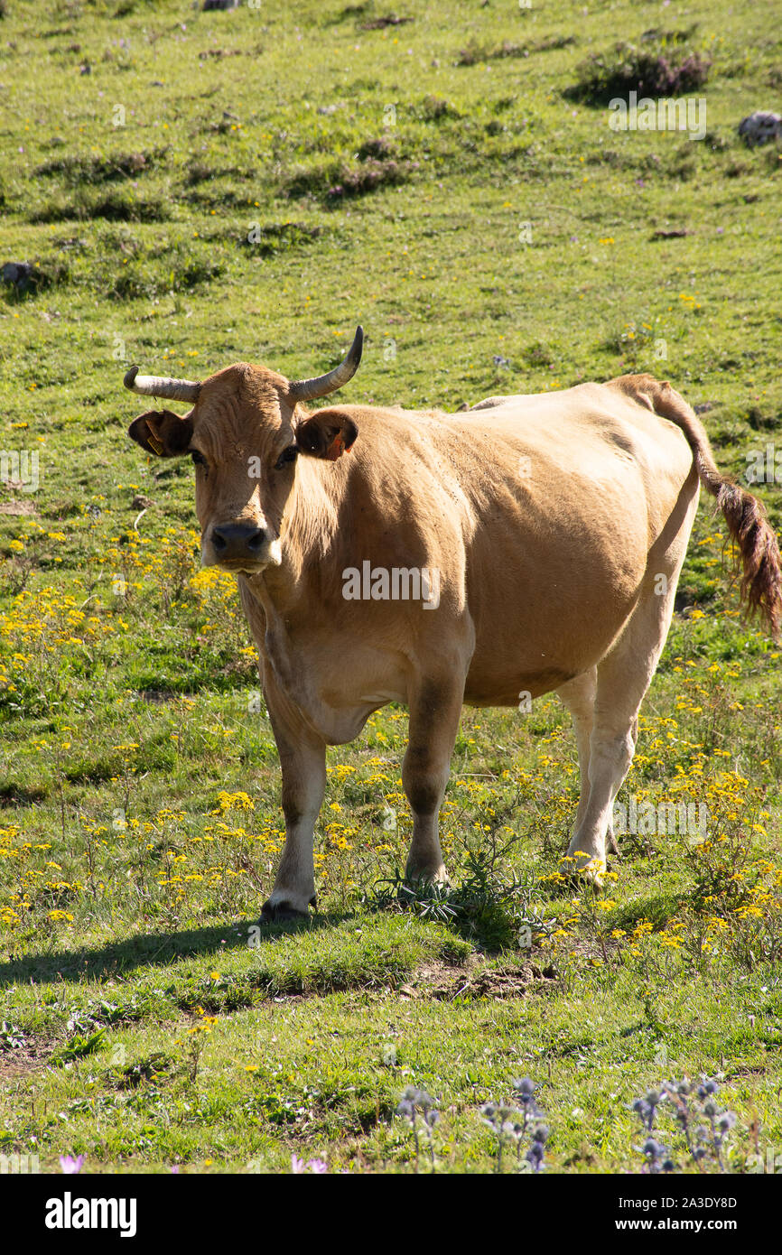 Ox pascolare nei campi Foto Stock