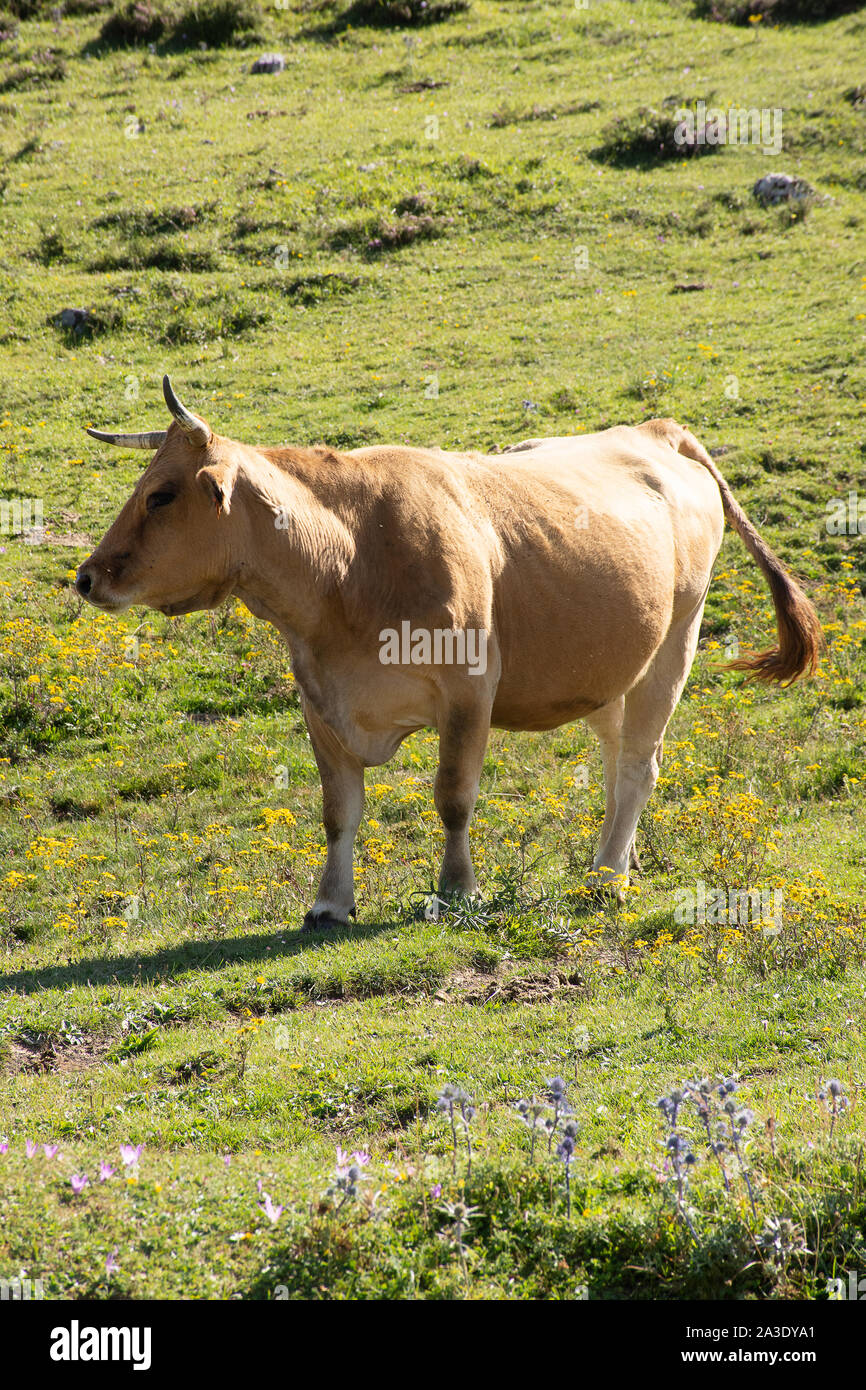 Ox pascolare nei campi Foto Stock