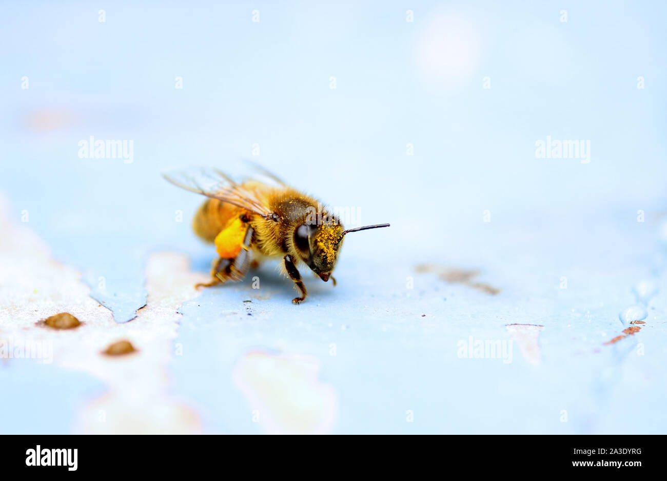 Api mellifere pollinici per il loro alveare. Foto Stock