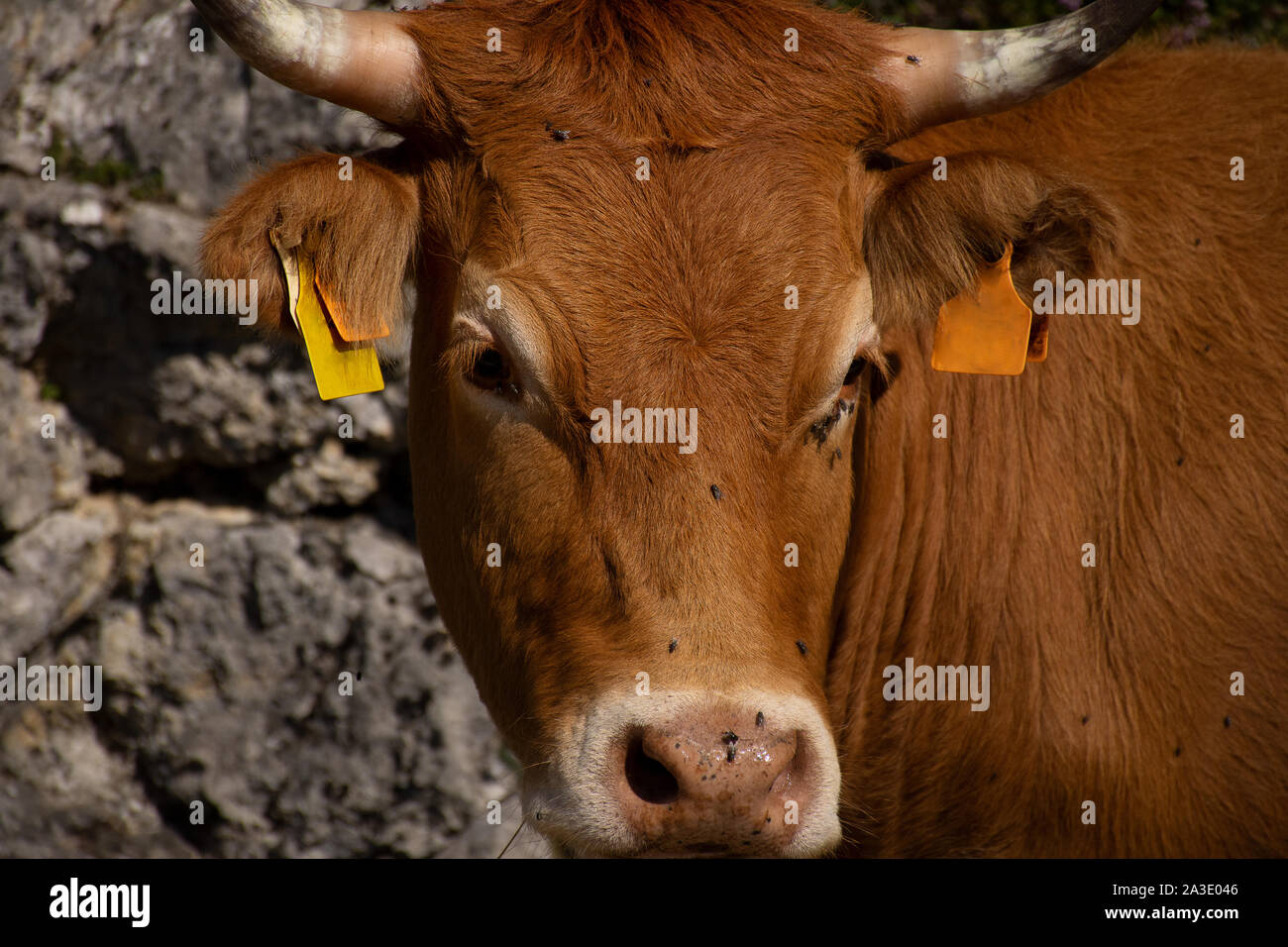 Ox pascolare nei campi Foto Stock