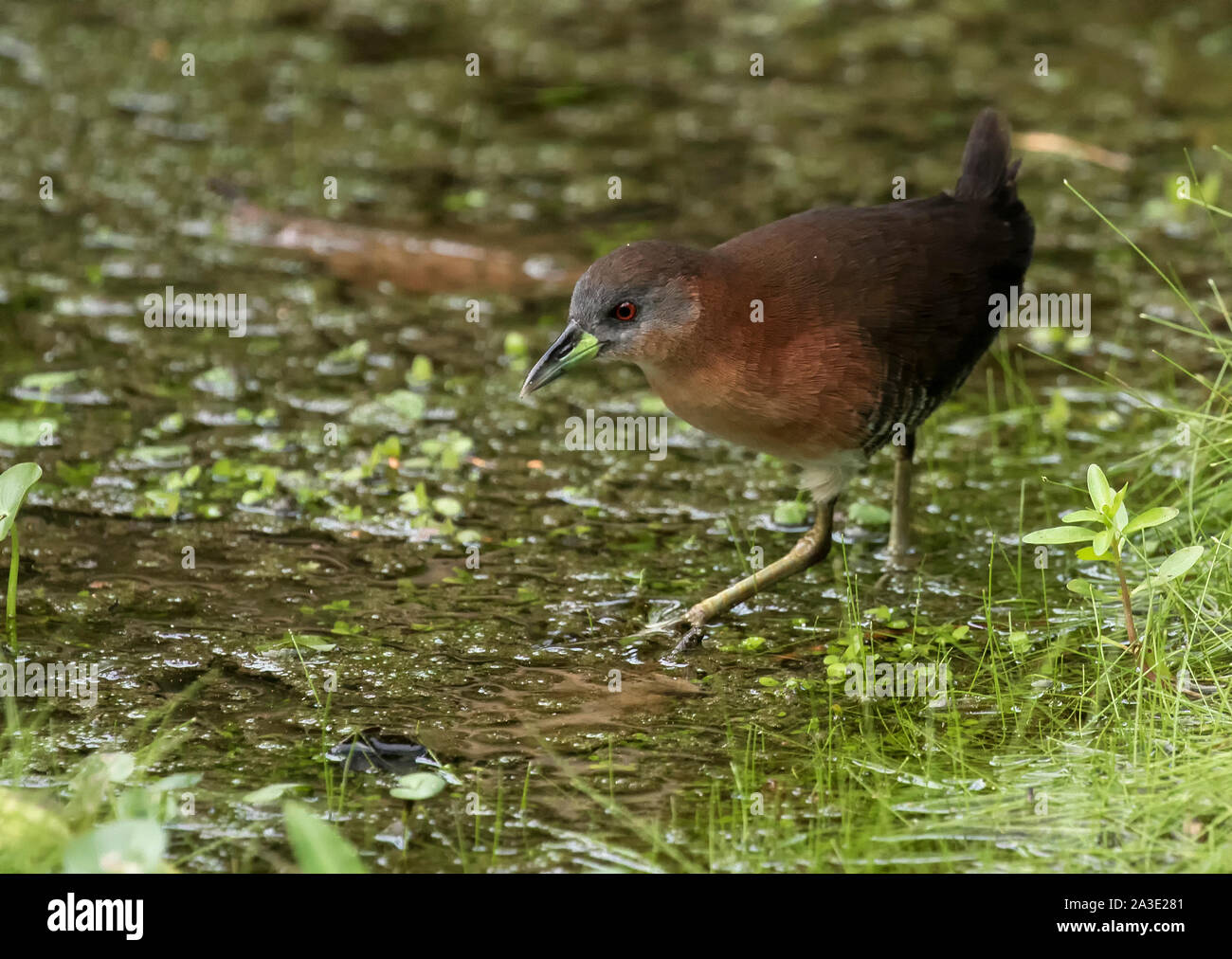 Crake White-Throated Foto Stock