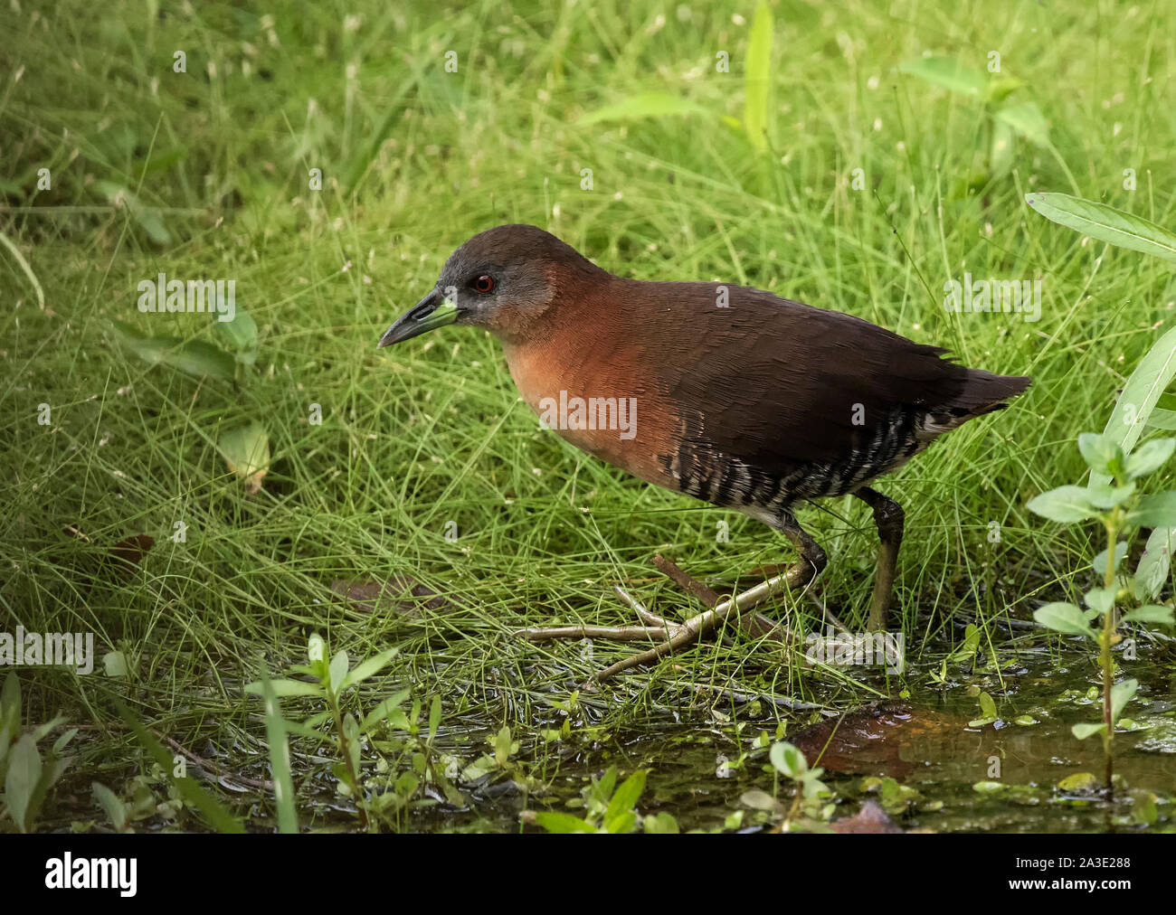 Crake White-Throated Foto Stock