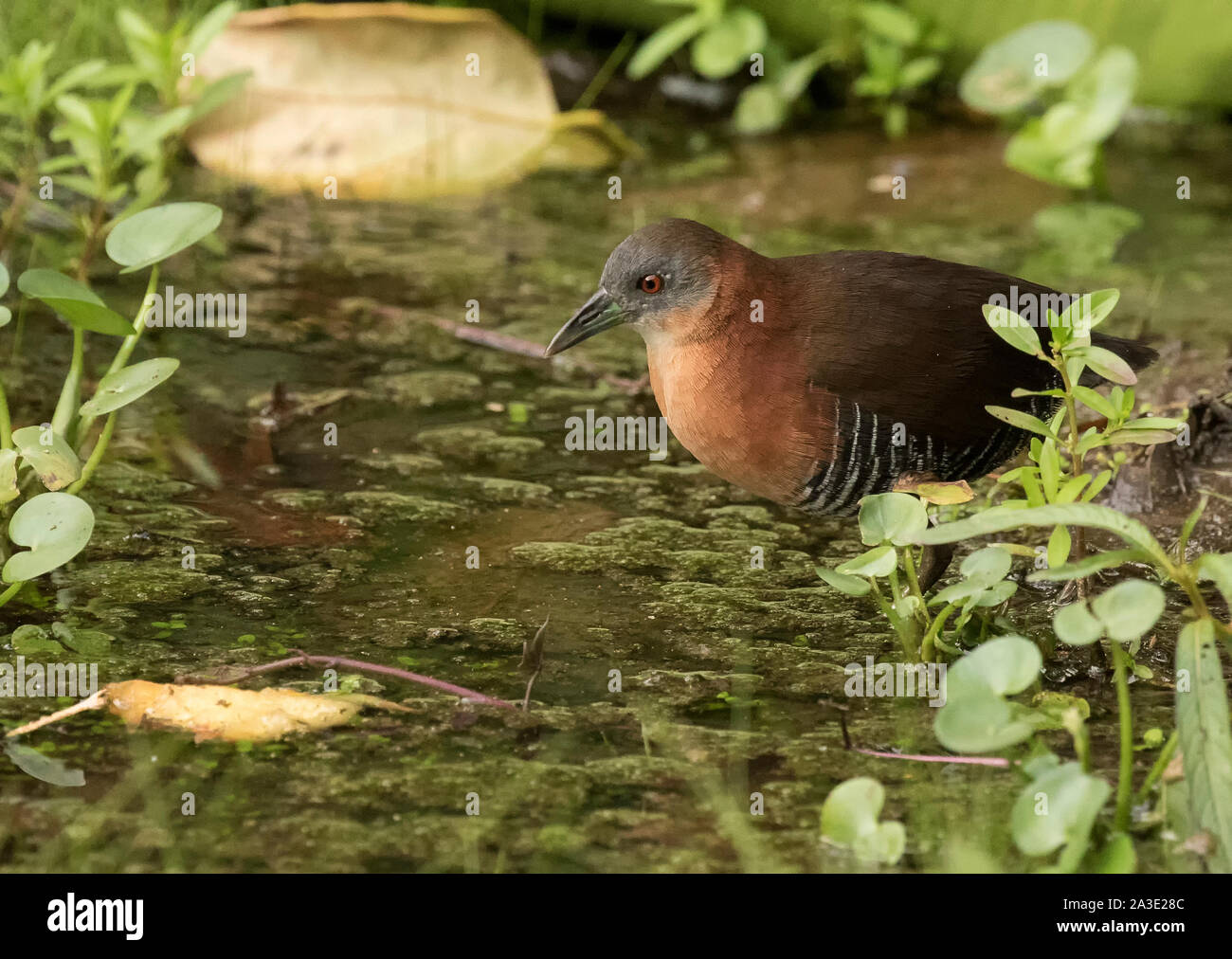 Crake White-Throated Foto Stock