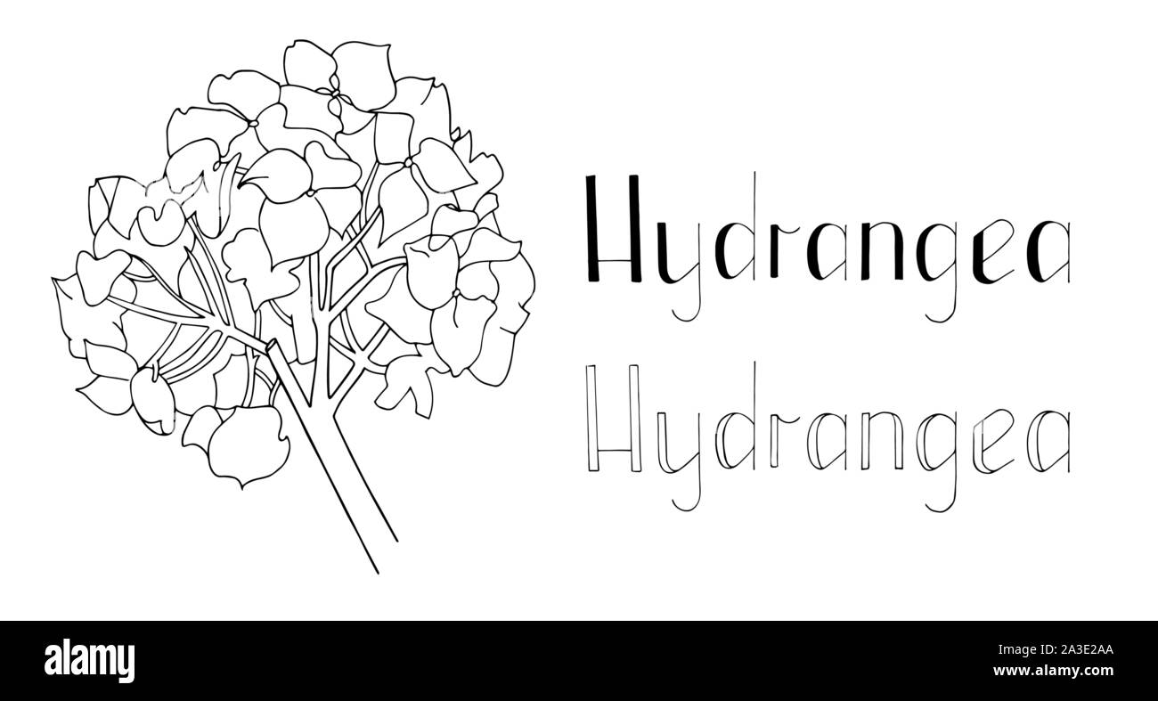 Illustrazione Vettoriale. Set di disegnato a mano ramo di ortensie e caratteri scritti a mano. Clip art per design romantico. Illustrazione Vettoriale