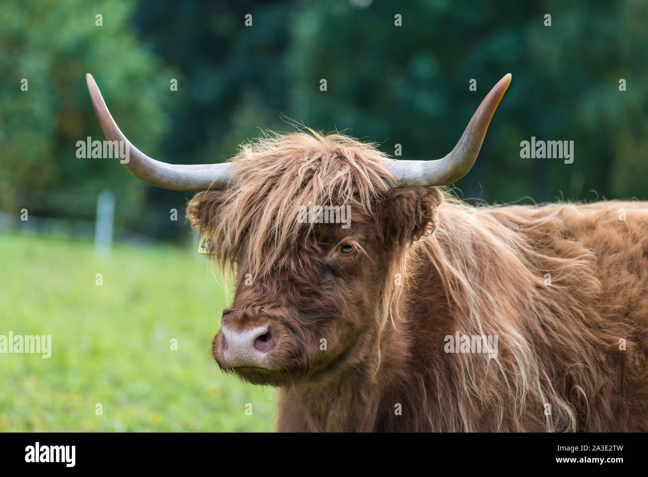 Highland bovini mucca ritratto sul verde dei prati. Bos taurus. Faccia particolare di uno domesticato gli animali con le corna e lungo pelo ondulato sul pascolo rurale. Foto Stock