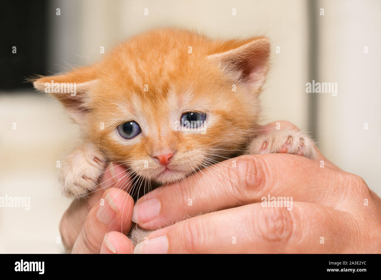 Carino timido lo zenzero gattino. Il gatto domestico. Felis silvestris catus. Gara tabby kitty in mani umane contatto. Innocenzo tiny pet con piccole zampe e chele. Foto Stock