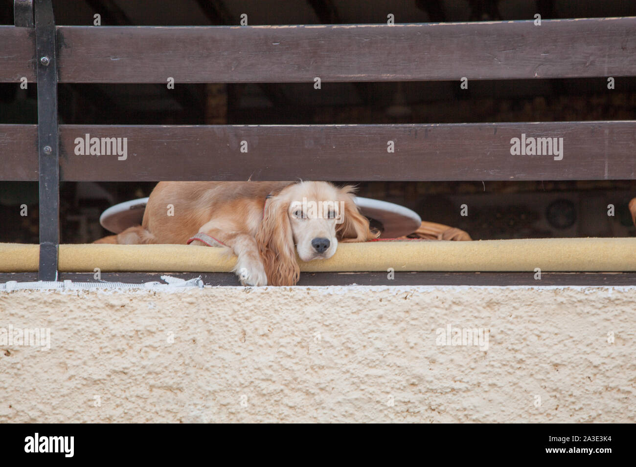 Soulful cercando triste cane sdraiato su una panchina guardando fuori Foto Stock
